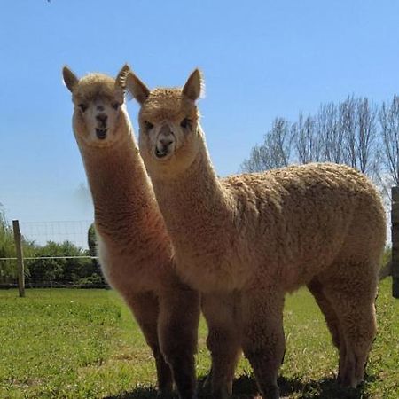 Domaine Ramonjavel, Glamping & Alpaca'S Bed & Breakfast Fongrave Bagian luar foto
